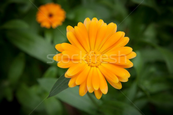 One yellow flower and green leaves Stock photo © Juhku