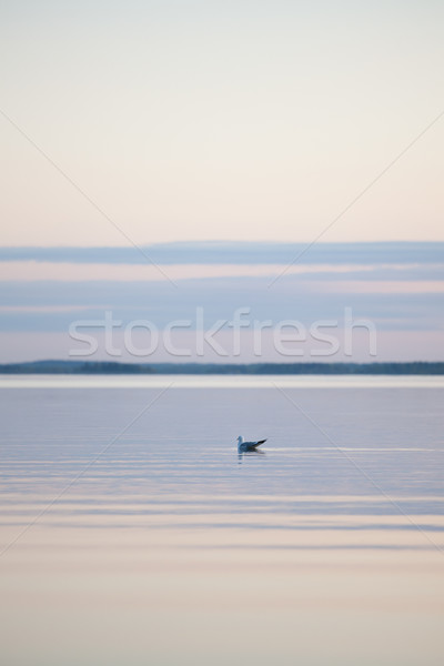 Gull on the lake Stock photo © Juhku