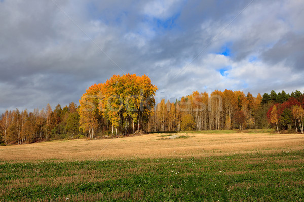 Paysage domaine arbres automne couleurs sombre [[stock_photo]] © Juhku