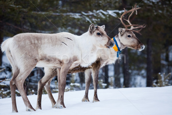 Reindeer flock in the wild at winter Stock photo © Juhku