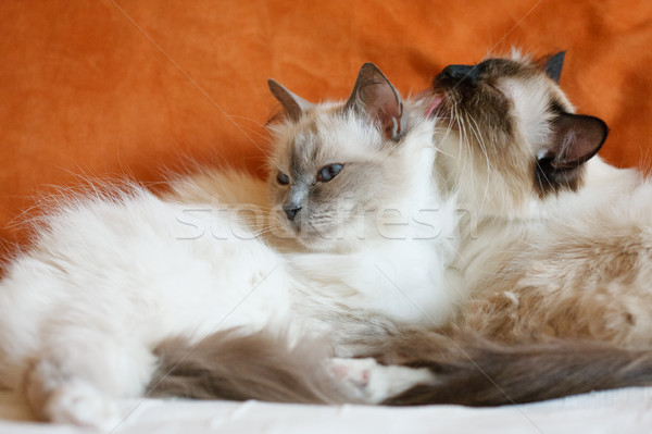 Two cute cats sleeping laying on bed close to each other Stock photo © Juhku