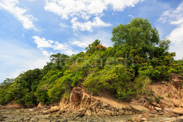 Green forest on rocky shore Stock photo © Juhku