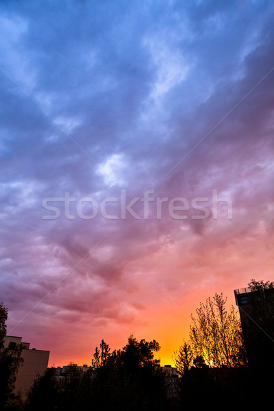 Beautiful sunset sky and tree silhouettes Stock photo © Juhku