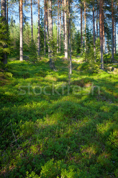 Finnish forest at summer Stock photo © Juhku