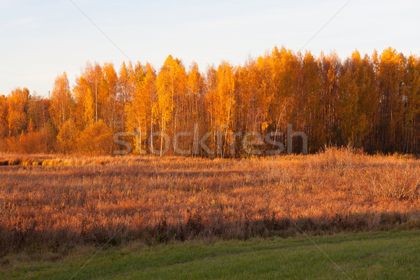 Nature paysage automne couleurs dynamique forêt [[stock_photo]] © Juhku