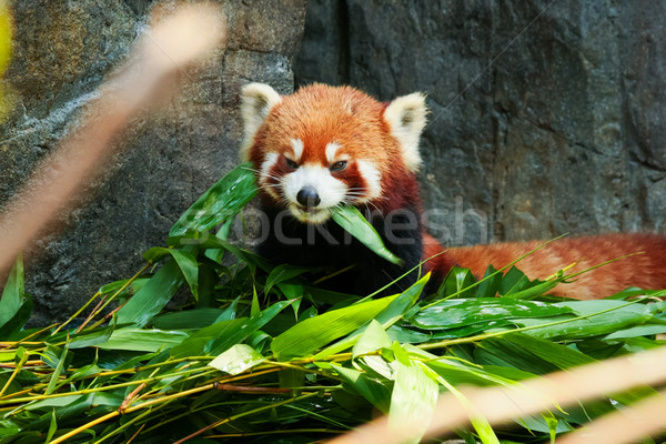 Cute Rood panda eten bamboe bladeren Stockfoto © Juhku