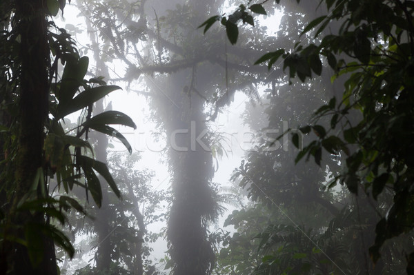 Diep weelderig mistig regenwoud la Costa Rica Stockfoto © Juhku