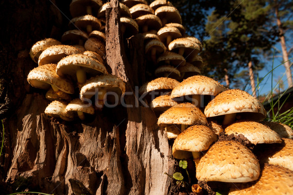 Paddestoel boom groep veel bos vallen Stockfoto © Juhku