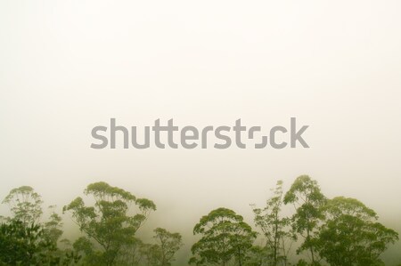 商業照片: 異國情調 · 熱帶雨林 · 景觀 · 公園 · 婆羅洲 · 馬來西亞