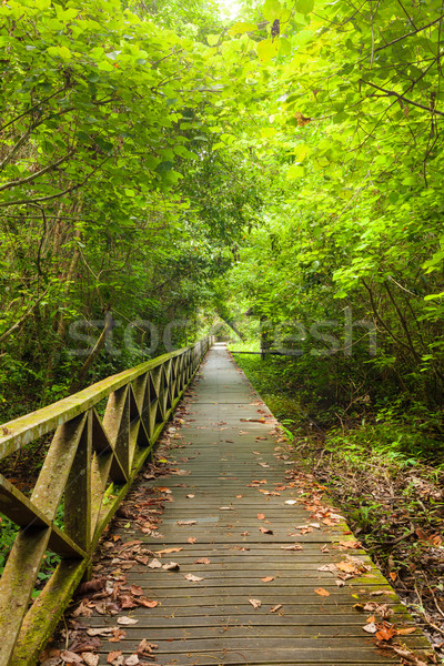 Denso floresta caverna Malásia estrada Foto stock © Juhku