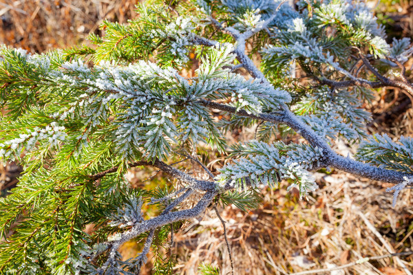 Frozen spruce branch Stock photo © Juhku