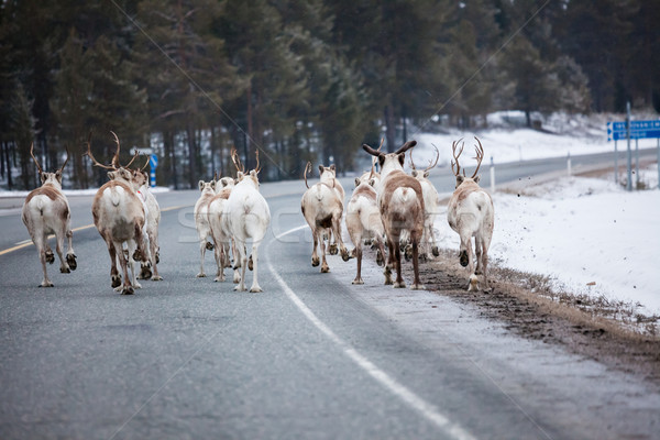 Reindeer flock in the way at road Stock photo © Juhku