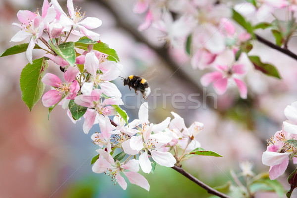 Hummel Apfelbaum Blume Natur Frühling Apfel Stock foto © Juhku