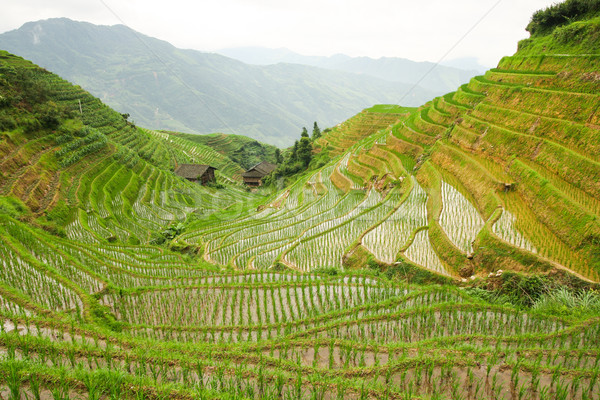 Rice fields in longshen china Stock photo © Juhku