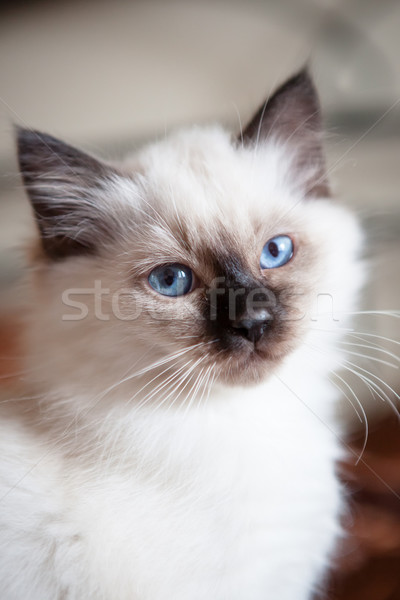 Stockfoto: Heilig · poesje · naar · camera · ontspannen · bed