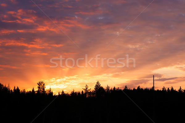 Sunrise over forest sun rays Stock photo © Juhku