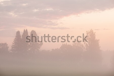 ストックフォト: 霧の · 草原 · 夜明け · 風景 · 春 · 草