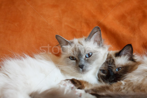 Two cute cats sleeping laying on bed close to each other Stock photo © Juhku