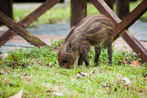 Baby wild boar digging grass Stock photo © Juhku