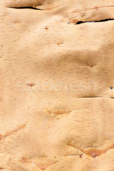 Bétula casca textura dentro madeira floresta Foto stock © Juhku