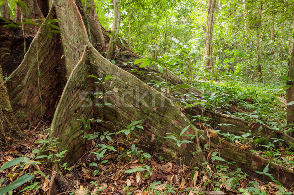 Fa gyökerek esőerdő Borneo Malajzia erdő Stock fotó © Juhku