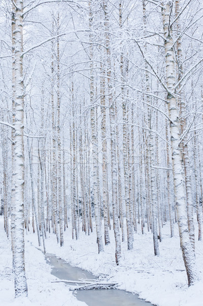 Birch wood forest covered in snow Stock photo © Juhku