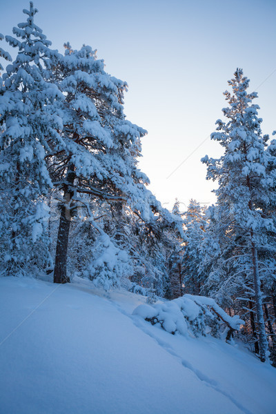 Snowy forest at winter Stock photo © Juhku