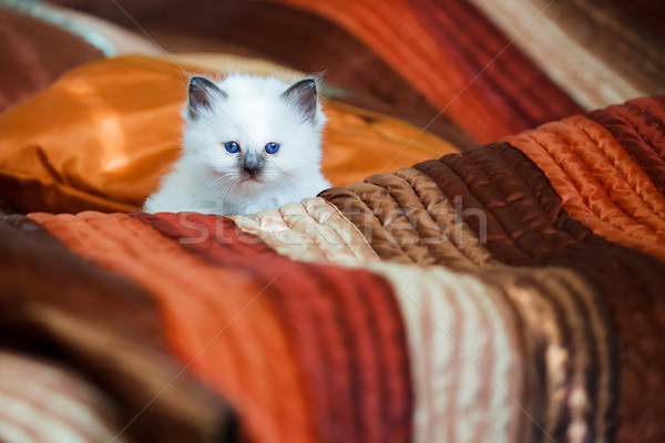 Cute birman kitten sitting on bed Stock photo © Juhku