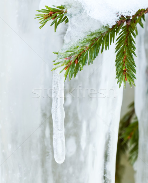 Stok fotoğraf: Buz · saçağı · asılı · ladin · şube · ağaç
