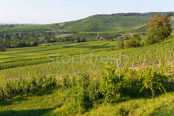 German wine fields landscape at summer Stock photo © Juhku