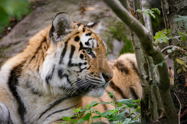 Siberian tiger panthera tigris altaica Stock photo © Juhku