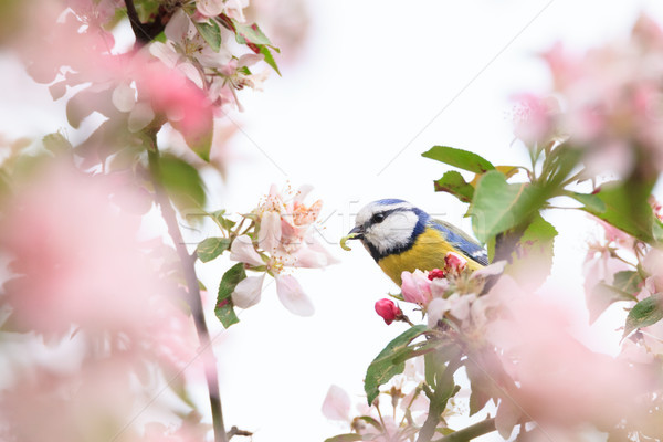 Pequeno pássaro belo árvore verme boca Foto stock © Juhku