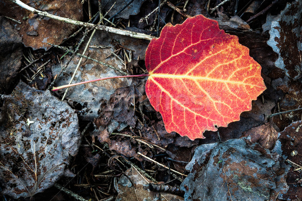 Vivid red leaf on ground autumn Stock photo © Juhku