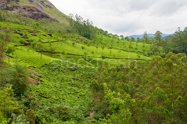 Tea plantations munnar india Stock photo © Juhku