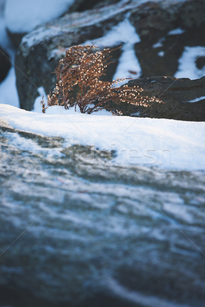 Wild heather at winter Stock photo © Juhku