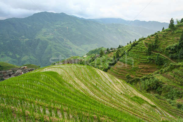 Longsheng rice terraces china Stock photo © Juhku