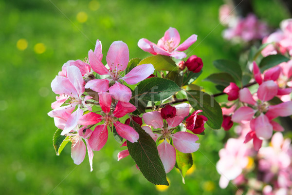 Belle pommier fleurs printemps fleur lumière [[stock_photo]] © Juhku