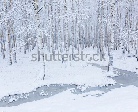 Stock photo: Birch wood forest covered in snow