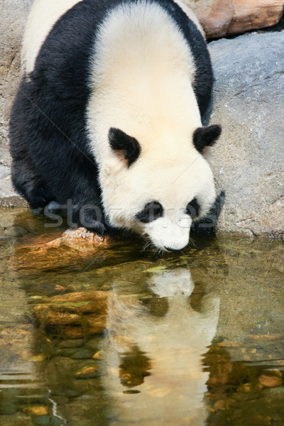 Panda near water Stock photo © Juhku