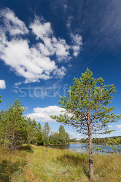 Foto stock: Pequeño · pino · lago · Finlandia · verano · cielo