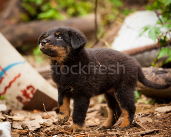 Stock photo: Cute black stray dog puppy