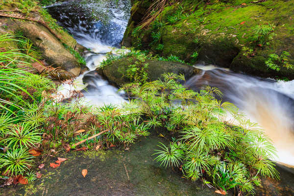 Wenig Wasserfall Dschungel Park Malaysia Borneo Stock foto © Juhku
