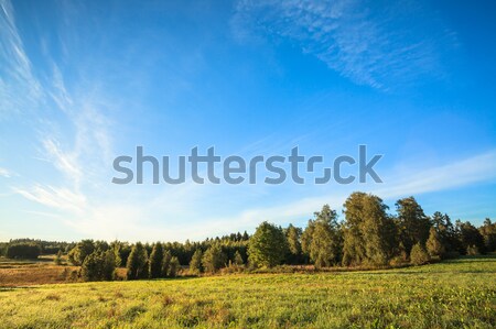 Tranquil grassland at sunrise Stock photo © Juhku