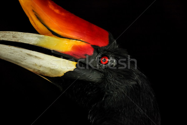 Hornbill head portrait Stock photo © Juhku