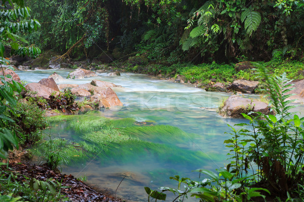 Rio vegetatie weelderig park Costa Rica bos Stockfoto © Juhku