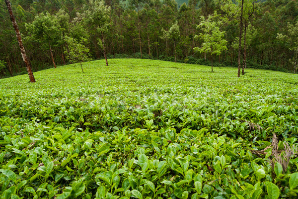茶 印度 多雲 天 葉 樹 商業照片 © Juhku