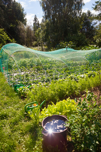 Home vegetable garden at summer Stock photo © Juhku
