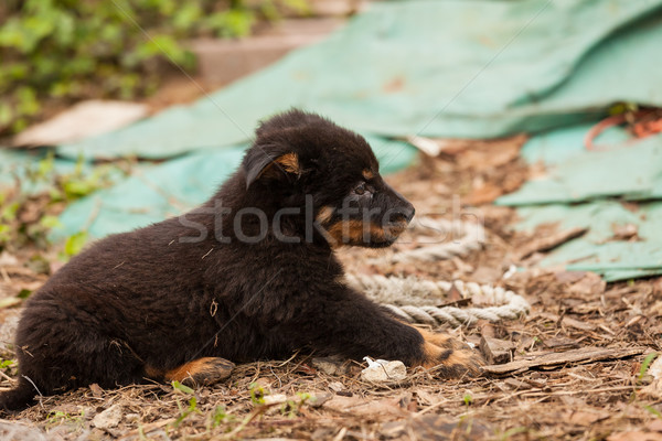 Aranyos fekete kutya kutyakölyök kint város Stock fotó © Juhku