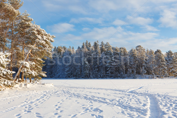 Bevroren meer sneeuw gedekt bos zonnige Stockfoto © Juhku