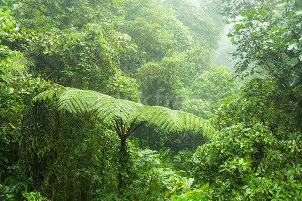 Mglisty Rainforest Chmura lasu rezerwa charakter Zdjęcia stock © Juhku